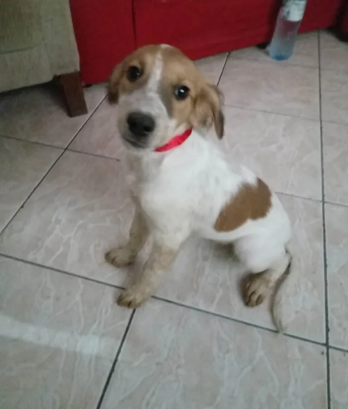 Cachorro ra a  idade 2 a 6 meses nome Carinhosa