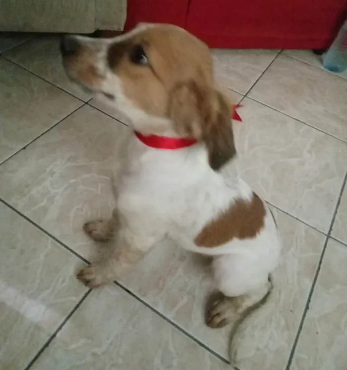 Cachorro ra a  idade 2 a 6 meses nome Carinhosa