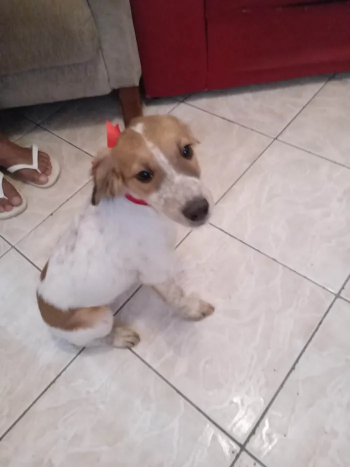 Cachorro ra a  idade 2 a 6 meses nome Carinhosa