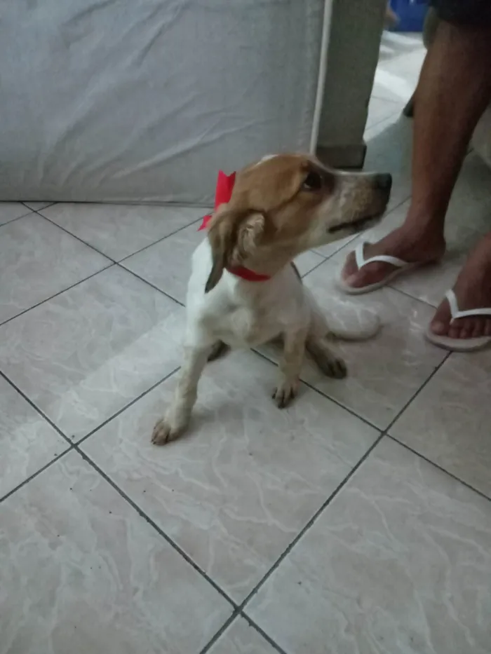 Cachorro ra a  idade 2 a 6 meses nome Carinhosa