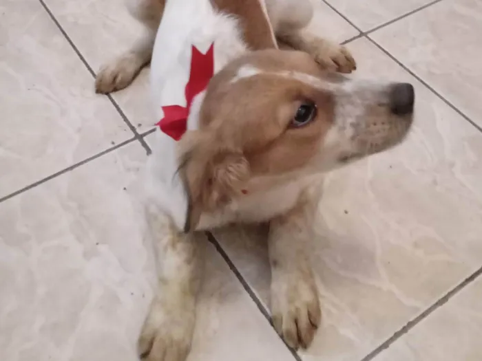 Cachorro ra a  idade 2 a 6 meses nome Carinhosa