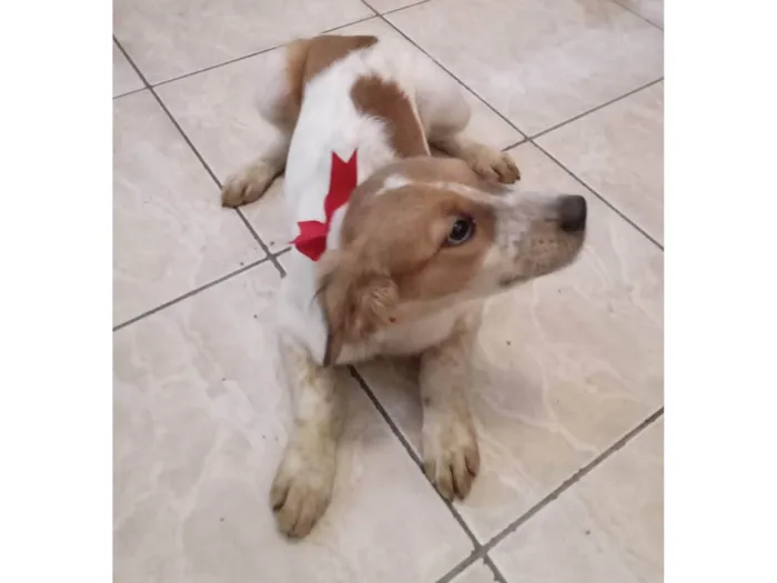 Cachorro ra a  idade 2 a 6 meses nome Carinhosa