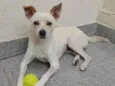Laila