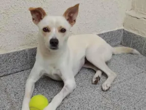 Cachorro raça  idade 2 anos nome Laila