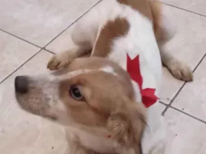 Cachorro raça  idade 2 a 6 meses nome Carinhosa