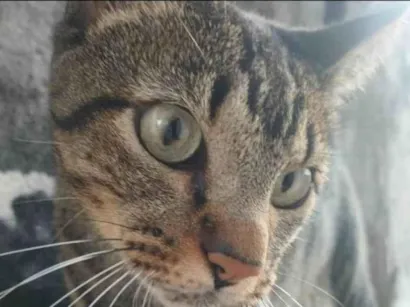 Gato raça SRD-ViraLata idade 4 anos nome GRATIFICA - Babi