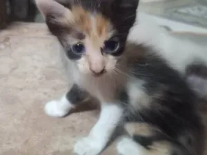 Gato raça SRD idade 2 a 6 meses nome Sem nome
