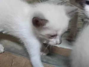 Gato raça SRD idade Abaixo de 2 meses nome Sem nome