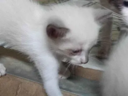 Gato raça SRD idade Abaixo de 2 meses nome Sem nome