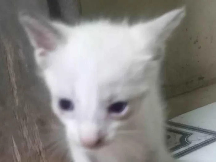 Gato ra a SRD idade Abaixo de 2 meses nome Sem nome