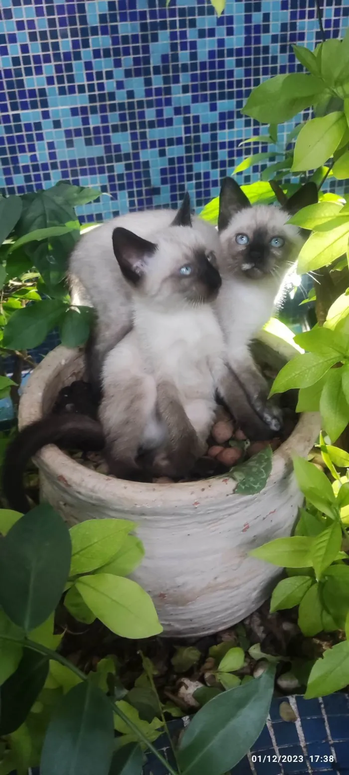 Gato ra a Siamês  idade Abaixo de 2 meses nome Sem nome