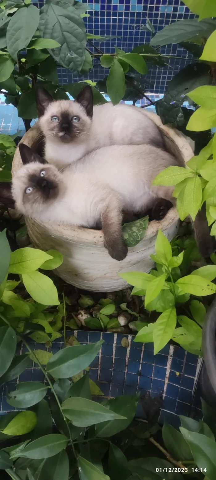 Gato ra a Siamês  idade Abaixo de 2 meses nome Sem nome