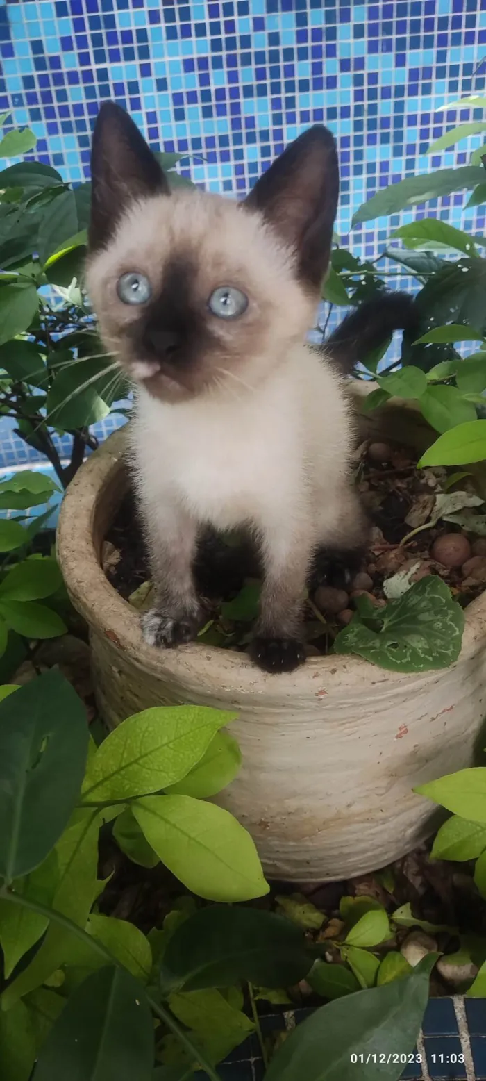 Gato ra a Siamês  idade Abaixo de 2 meses nome Sem nome
