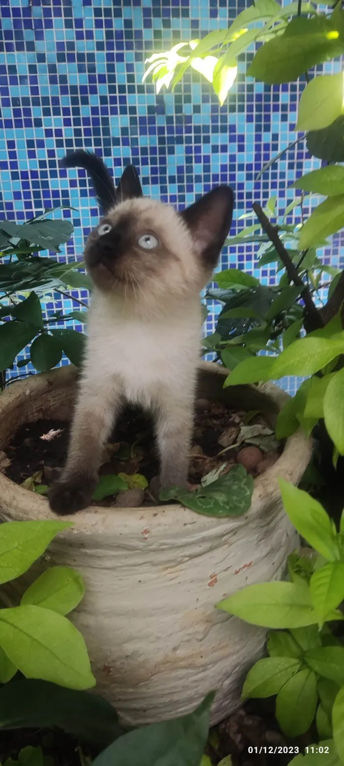 Gato ra a Siamês  idade Abaixo de 2 meses nome Sem nome