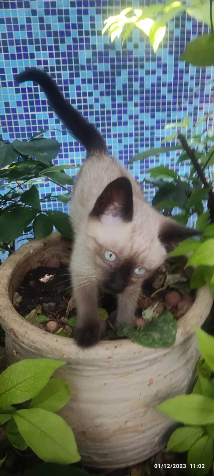 Gato ra a Siamês  idade Abaixo de 2 meses nome Sem nome
