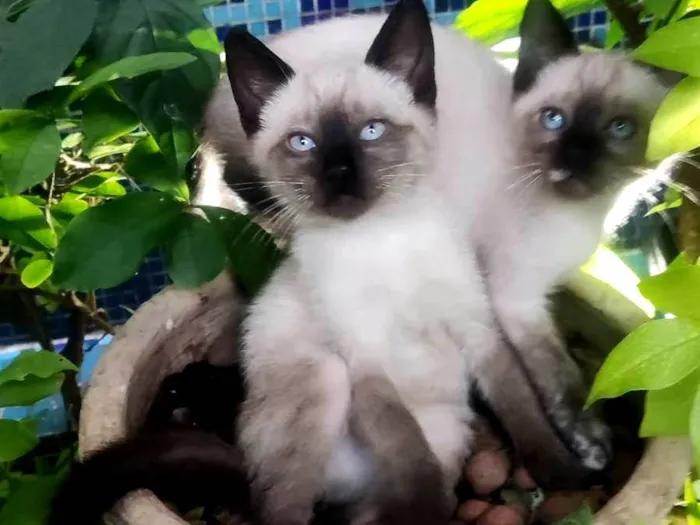 Gato ra a Siamês  idade Abaixo de 2 meses nome Sem nome