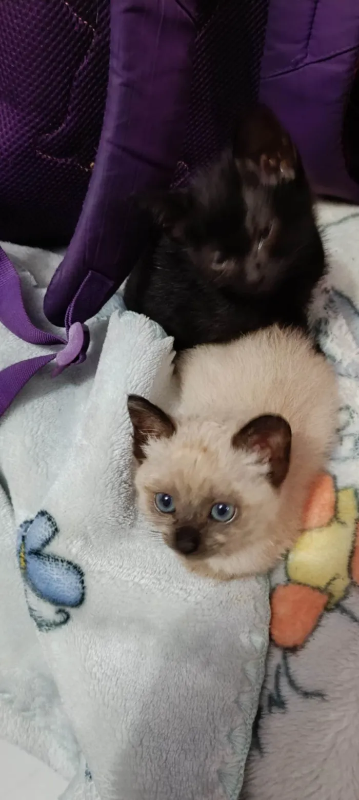 Gato ra a SRD-ViraLata idade Abaixo de 2 meses nome Sem nome 
