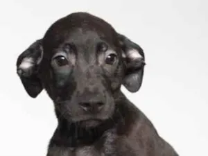 Cachorro raça SRD-ViraLata idade 2 a 6 meses nome Cadinho