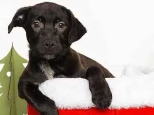 Cachorro raça SRD-ViraLata idade 2 a 6 meses nome Jorginho 