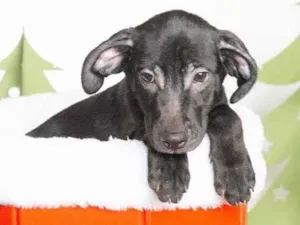 Cachorro raça SRD-ViraLata idade 2 a 6 meses nome Leleco 