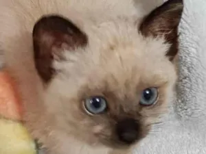 Gato raça SRD-ViraLata idade Abaixo de 2 meses nome Sem nome 