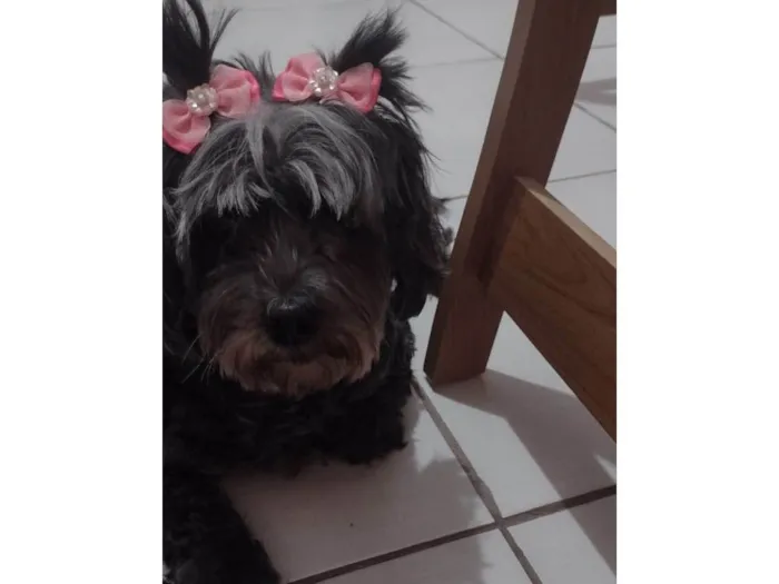 Cachorro ra a Poodle idade 5 anos nome Pretinha