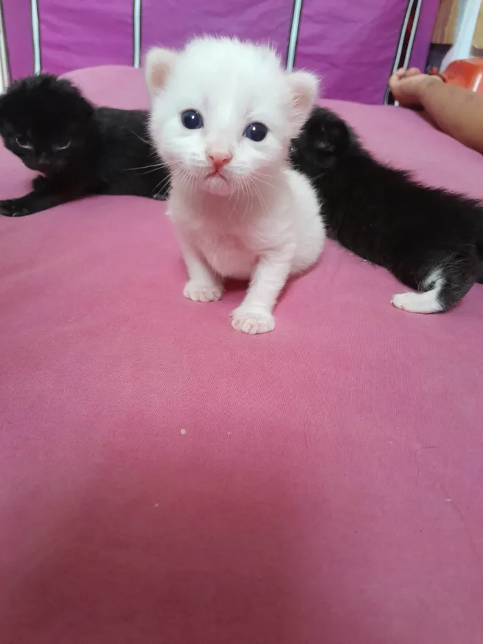 Gato ra a  idade Abaixo de 2 meses nome Godugo/ Floquinho/ Gata de botas 