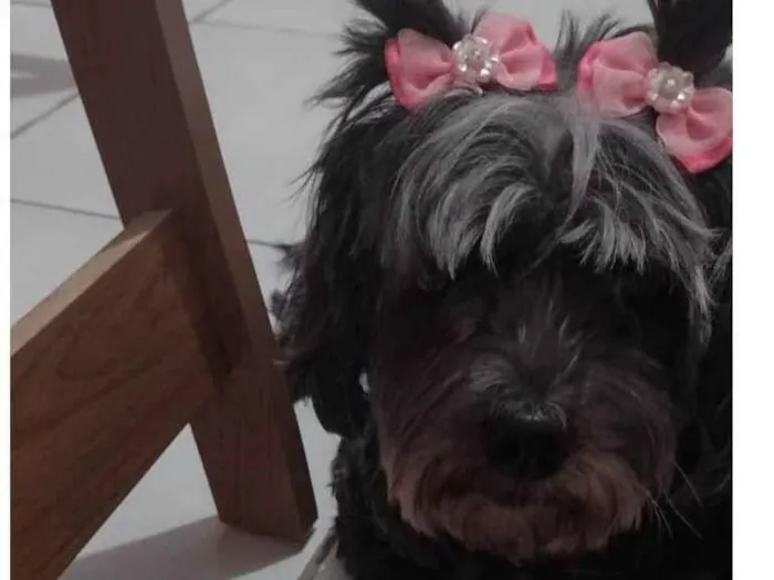 Cachorro ra a Poodle idade 5 anos nome Pretinha