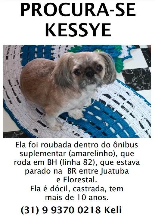 Cachorro ra a Shitzu idade 6 ou mais anos nome Kessye 