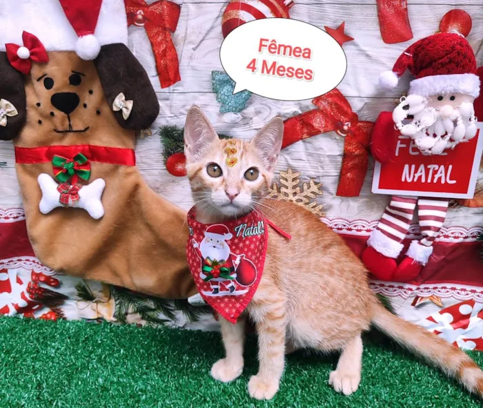 Gato ra a SRD-ViraLata idade 2 a 6 meses nome Meninos e meninas.
