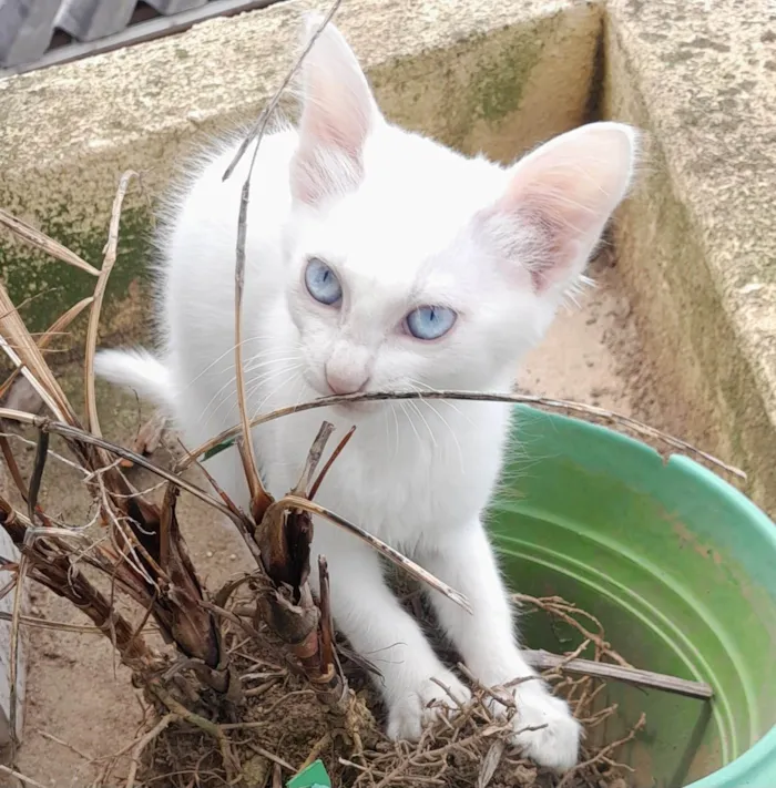 Gato ra a SRD-ViraLata idade 1 ano nome Mamãe e bebe