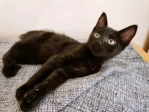 Gato raça SRD-ViraLata idade 2 a 6 meses nome FILOMENO BLACK