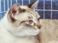 FREDERICO MIX