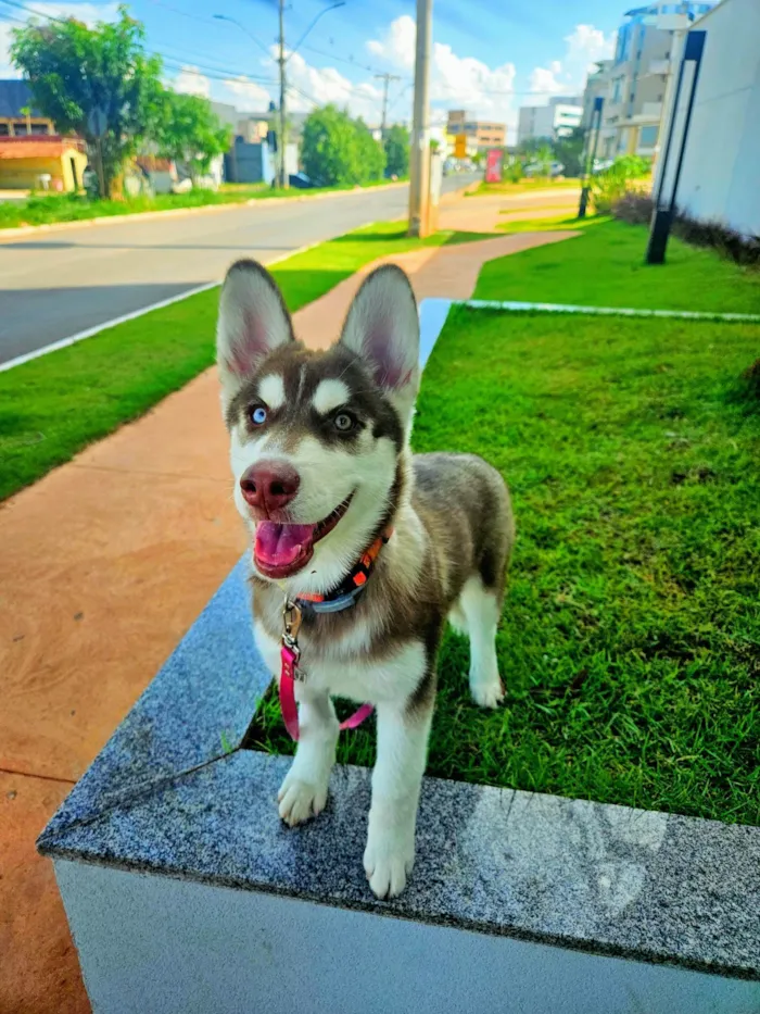 Cachorro ra a Husky idade 2 a 6 meses nome Pet