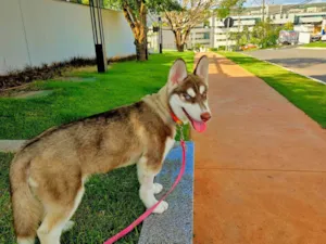 Cachorro raça Husky idade 2 a 6 meses nome Pet
