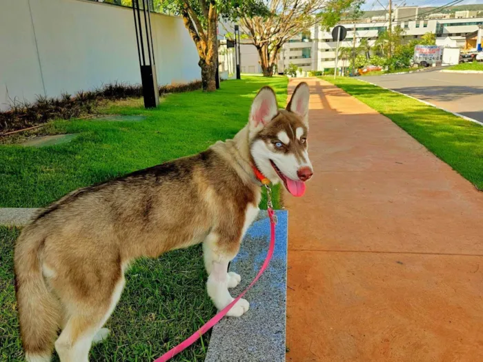 Cachorro ra a Husky idade 2 a 6 meses nome Pet