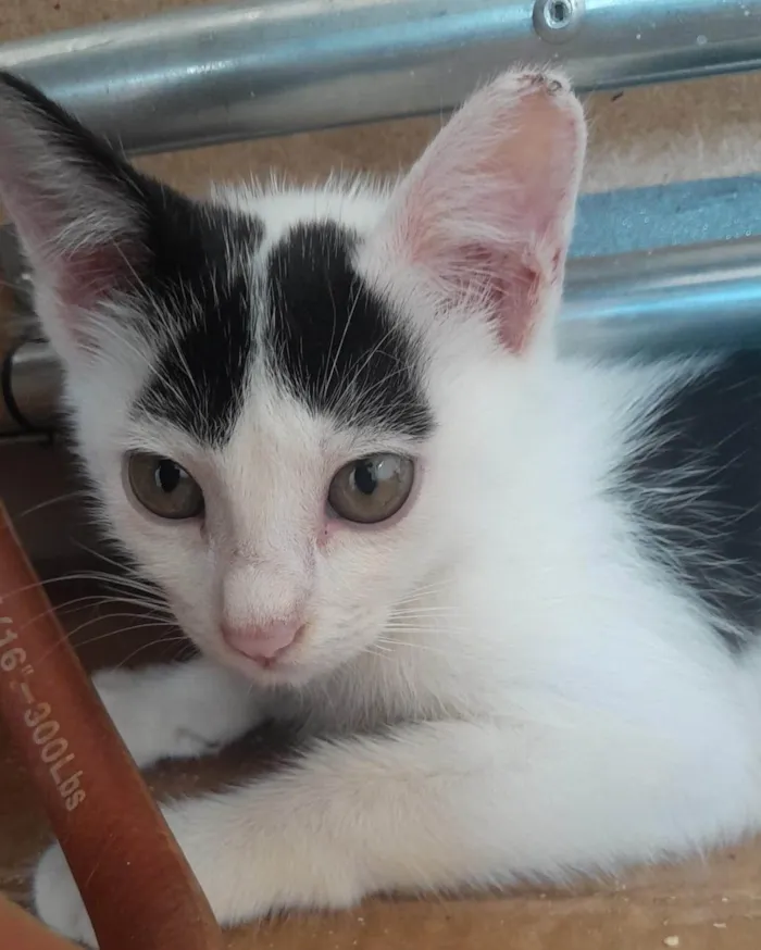 Gato ra a SRD-ViraLata idade 2 a 6 meses nome Meninos