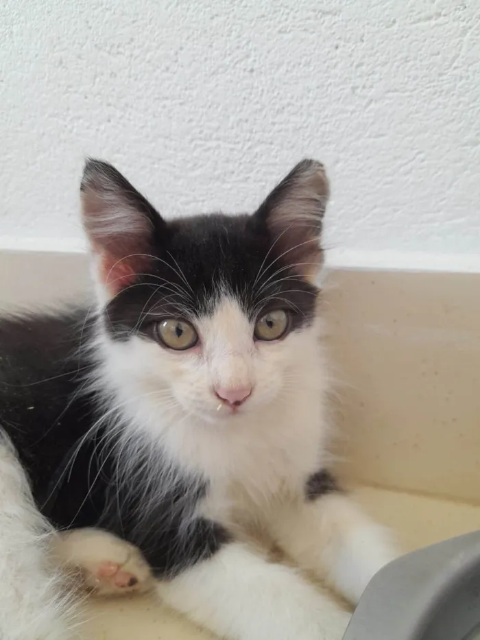 Gato ra a SRD-ViraLata idade 2 a 6 meses nome Meninos