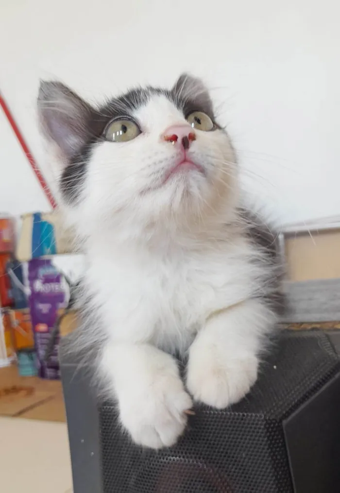 Gato ra a SRD-ViraLata idade 2 a 6 meses nome Meninos