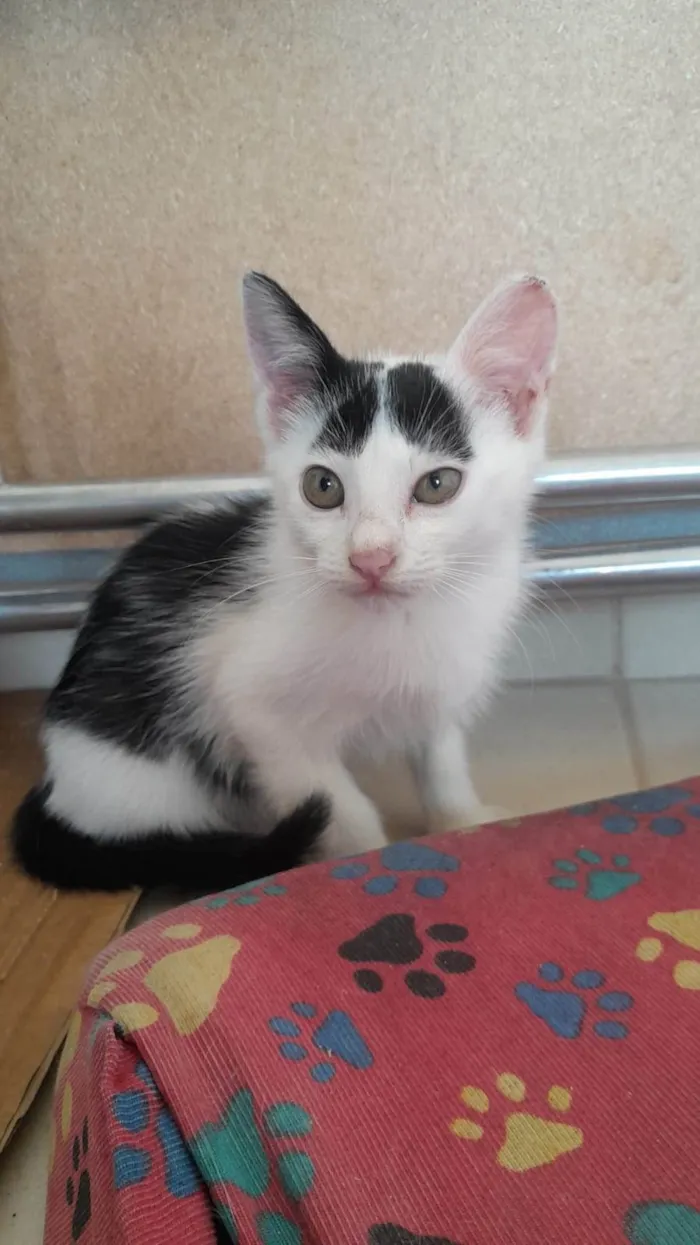 Gato ra a SRD-ViraLata idade 2 a 6 meses nome Meninos