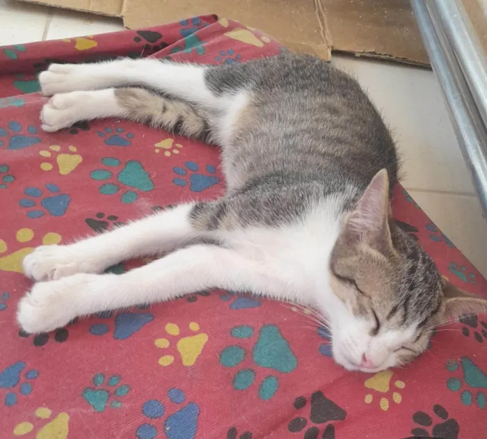 Gato ra a SRD-ViraLata idade 2 a 6 meses nome Meninos e meninas.