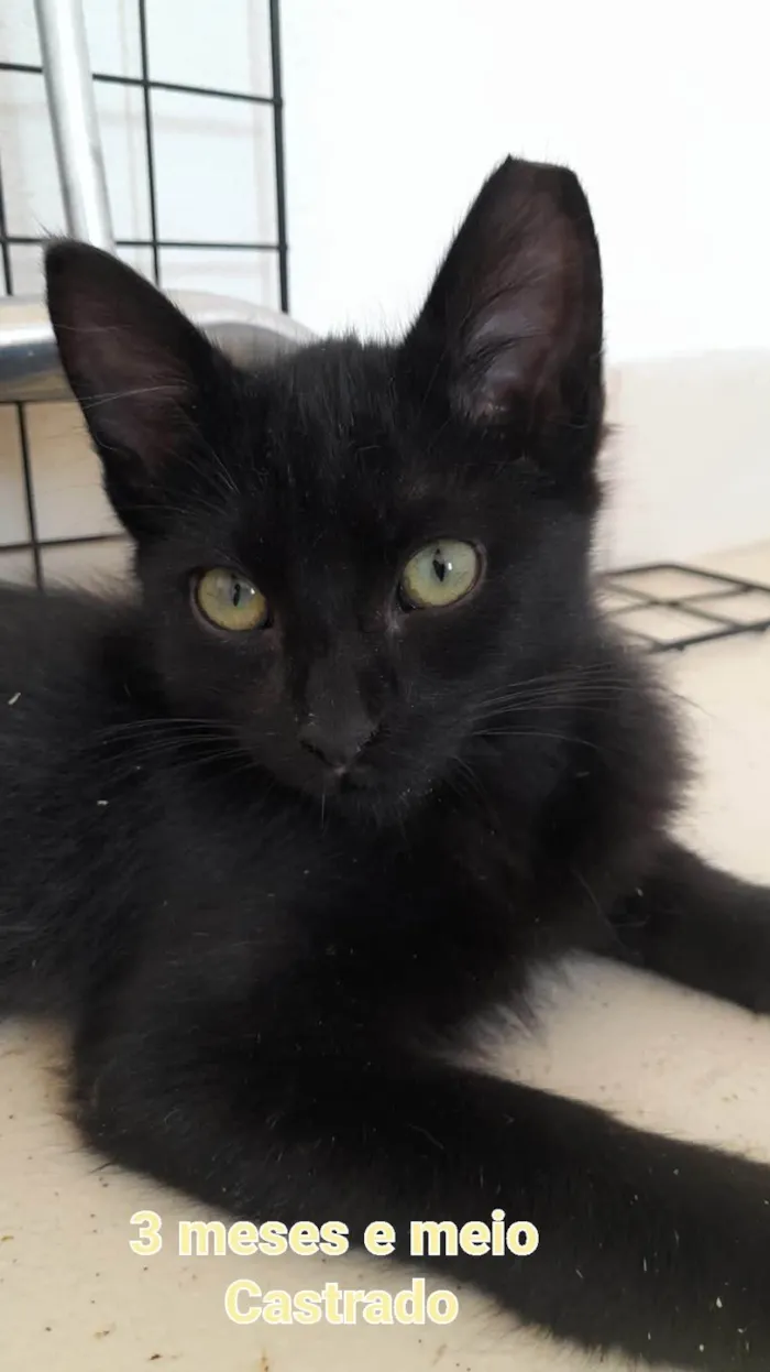 Gato ra a SRD-ViraLata idade 2 a 6 meses nome Meninos e meninas.