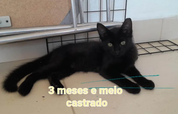 Gato ra a SRD-ViraLata idade 2 a 6 meses nome Meninos e meninas.