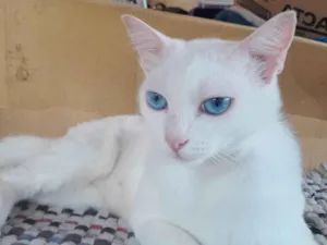 Gato raça SRD-ViraLata idade 1 ano nome Mamãe e bebe