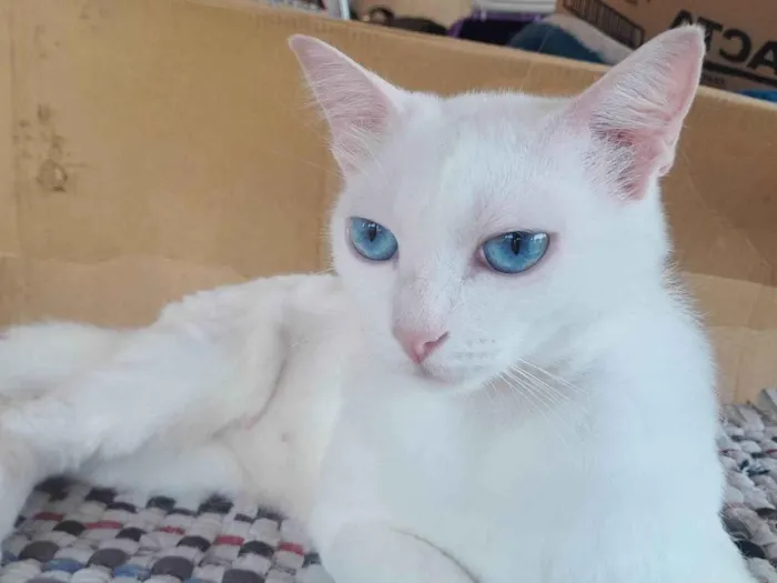 Gato ra a SRD-ViraLata idade 1 ano nome Mamãe e bebe