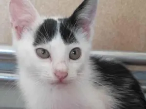 Gato raça SRD-ViraLata idade 2 a 6 meses nome Meninos