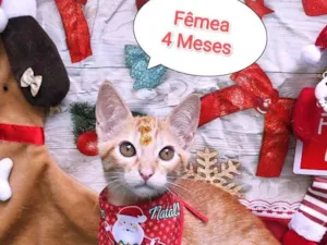 Gato raça SRD-ViraLata idade 2 a 6 meses nome Meninos e meninas.