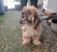 Teo