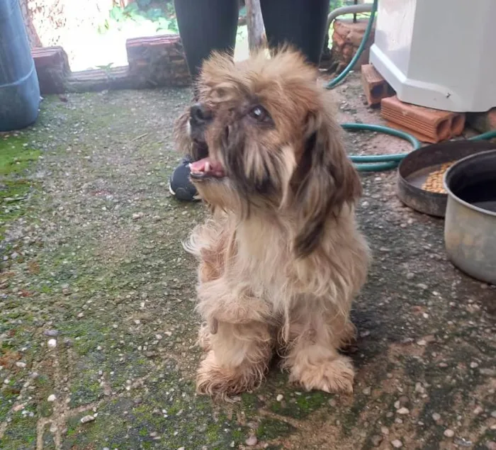 Cachorro ra a Shitzu idade 3 anos nome Teo