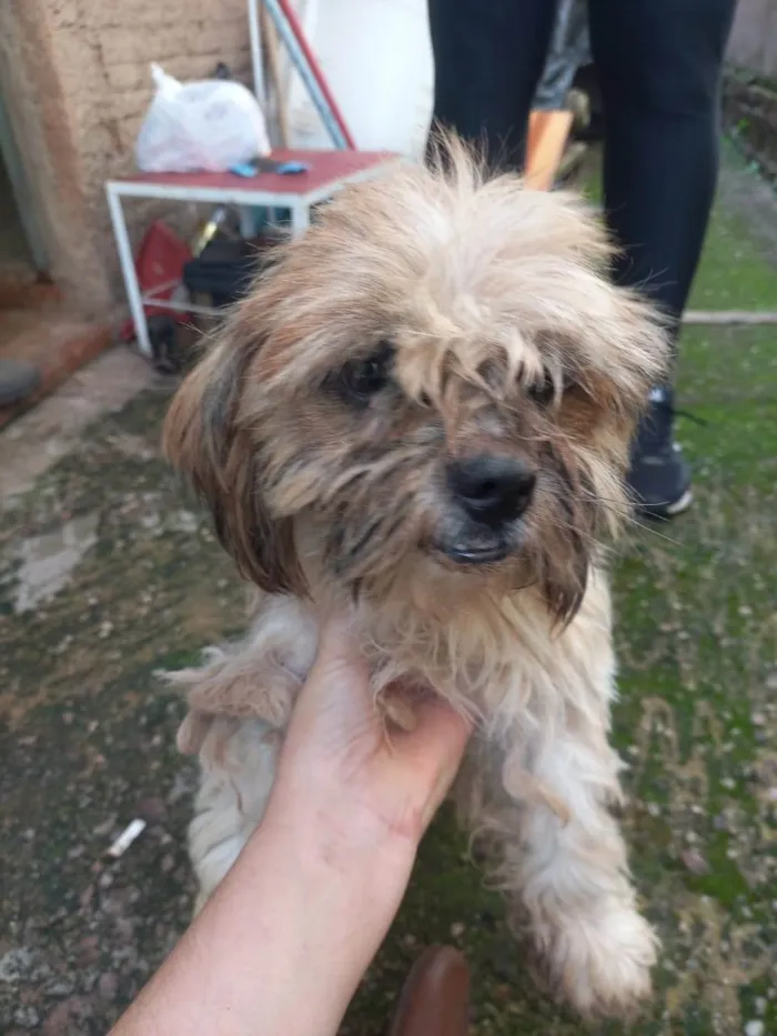 Cachorro ra a Shitzu idade 3 anos nome Teo